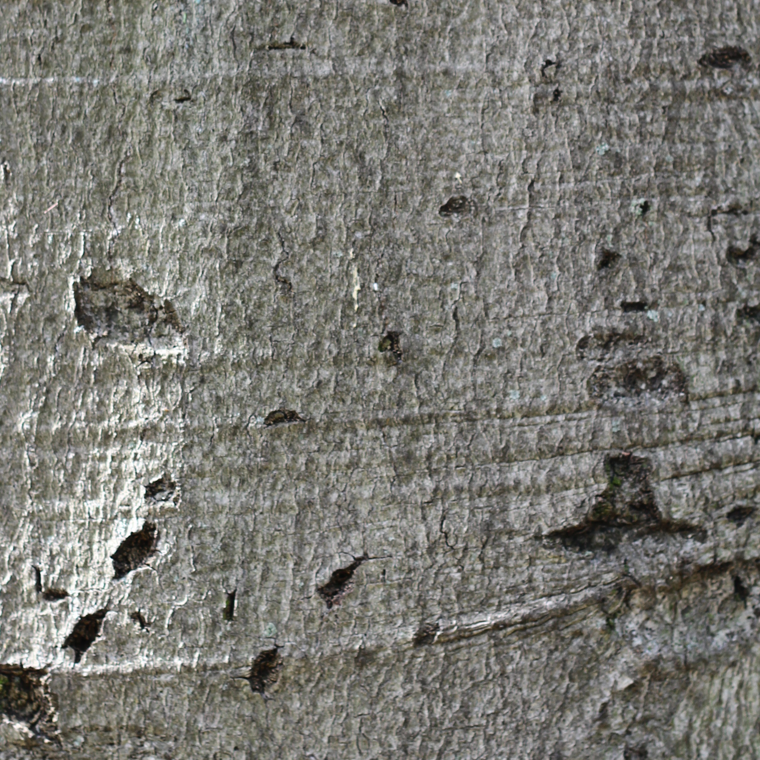 fagus sylvatica bark