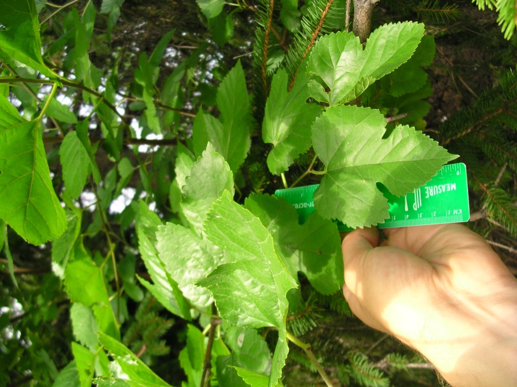 Trees Red Mulberry ACER