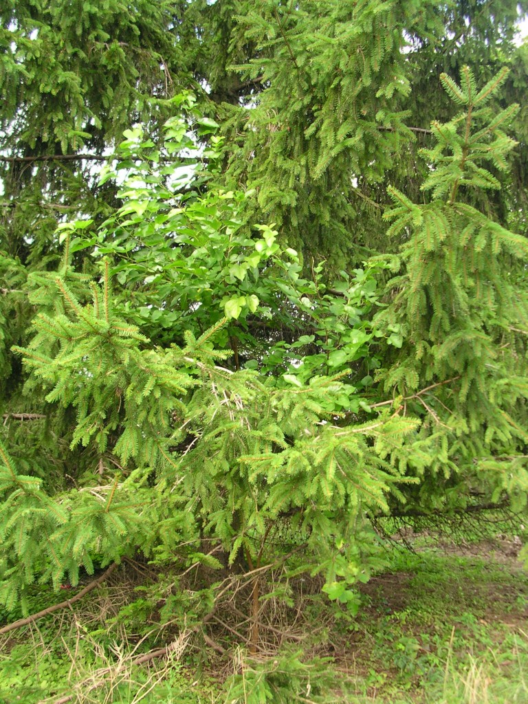 Trees Red Mulberry ACER