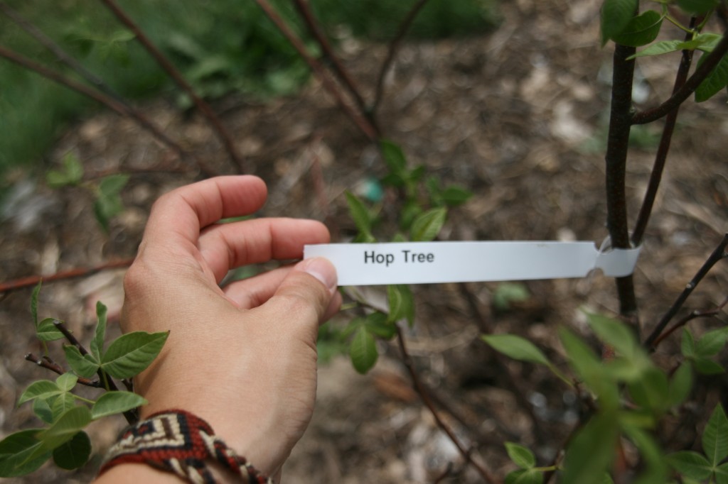 Small Hop Tree Trees: Hop tree – ACER