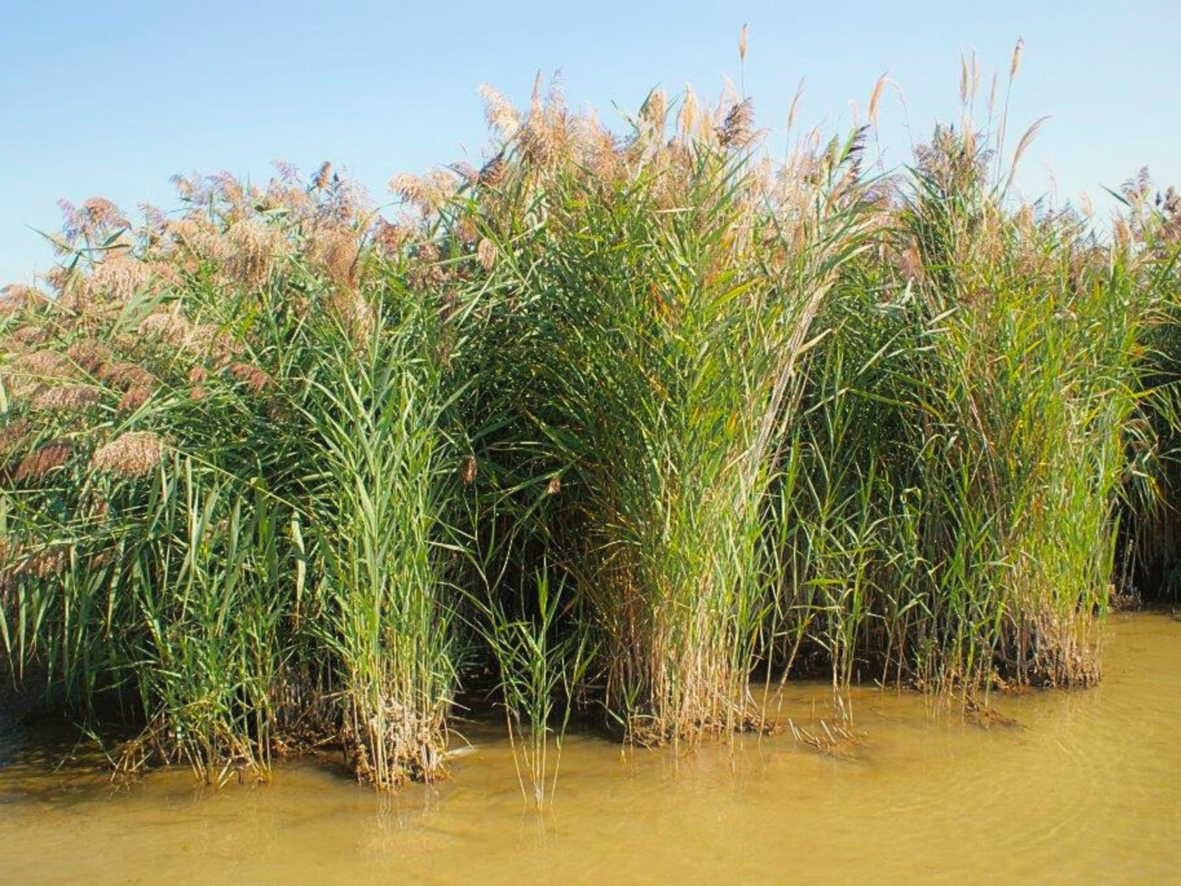 Phragmites