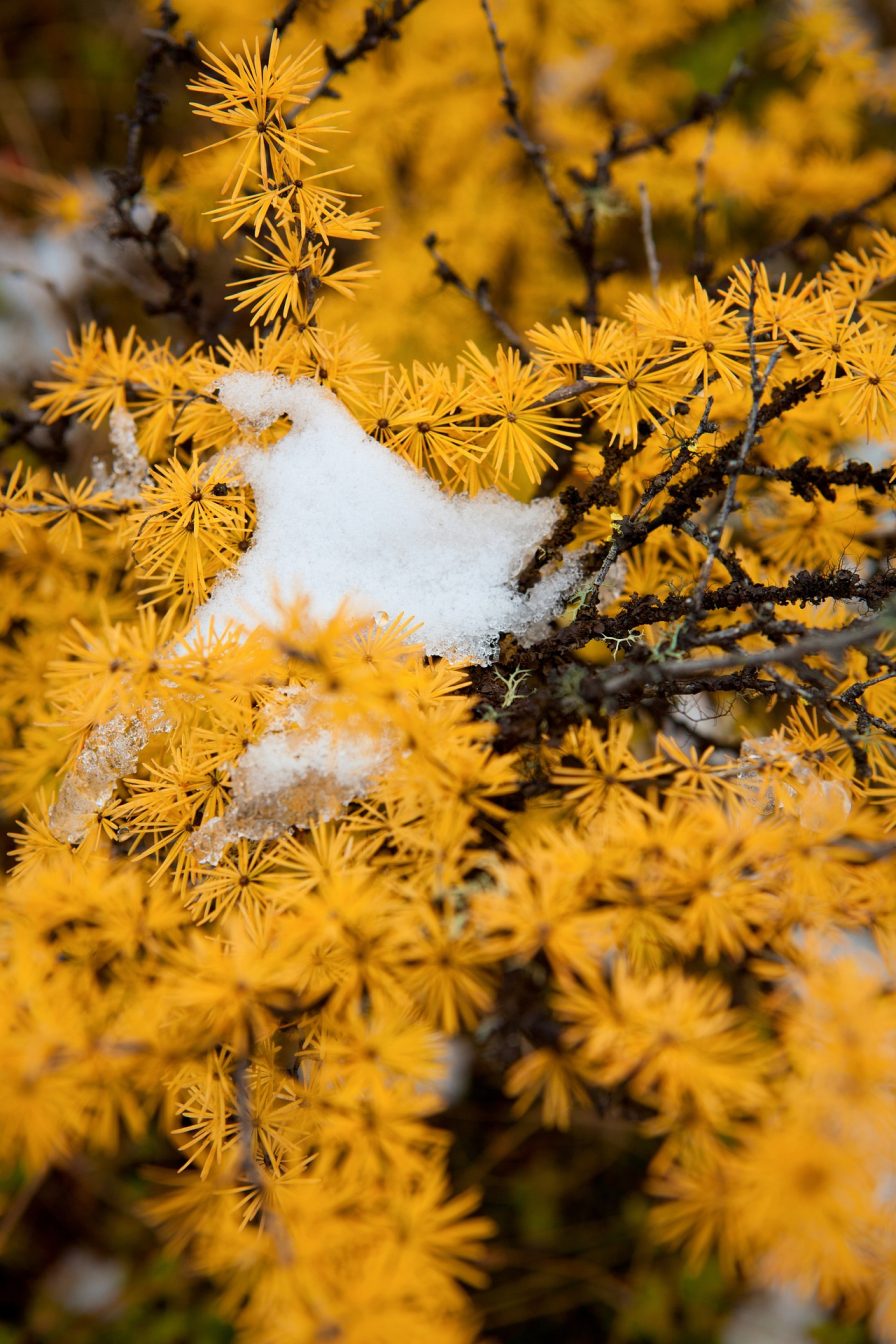 larch-5735383_1920