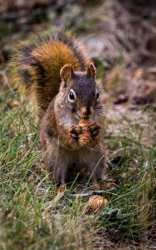 squirrel-3662681_1280